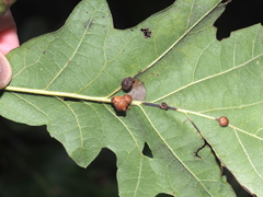 Andricus nigricens