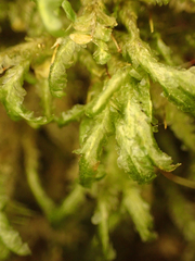 Homalia trichomanoides