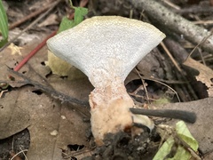 Abortiporus biennis