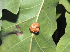 Andricus nigricens