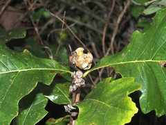 Andricus quercusstrobilanus