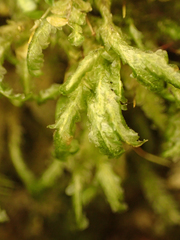 Homalia trichomanoides