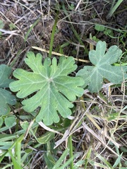 Callirhoe involucrata