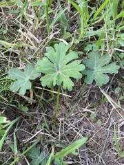 Callirhoe involucrata