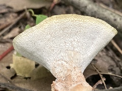Abortiporus biennis