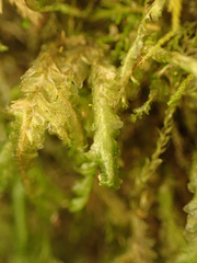 Homalia trichomanoides
