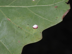 Phylloteras volutellae