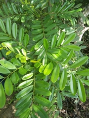 Simarouba