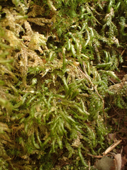 Homalia trichomanoides