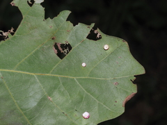 Phylloteras volutellae