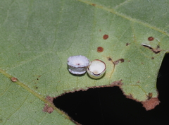 Phylloteras volutellae