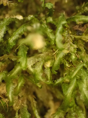Homalia trichomanoides