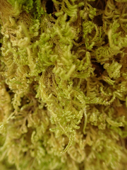 Stereodon subimponens