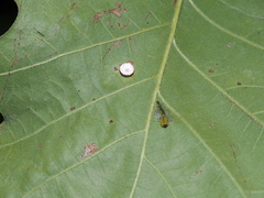 Phylloteras volutellae