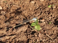 Argia apicalis