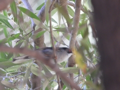 Curruca melanocephala