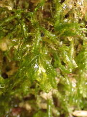 Homalia trichomanoides