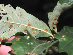 Neuroterus floccosus