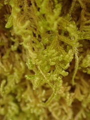 Stereodon subimponens