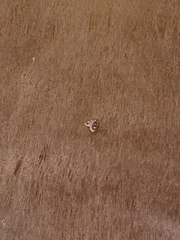 Hypsopygia