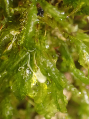 Homalia trichomanoides