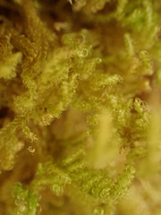 Stereodon subimponens