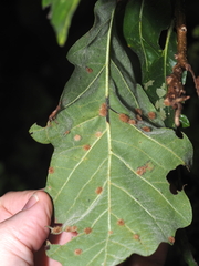 Neuroterus floccosus