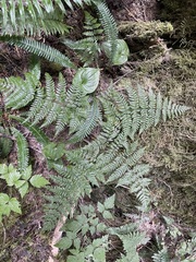 Dryopteris expansa