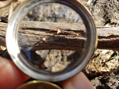 Dacrymyces spathularia