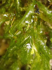 Homalia trichomanoides