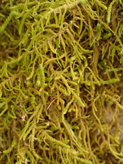 Claopodium crispifolium