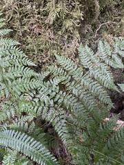 Dryopteris expansa