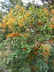 Psittacanthus schiedeanus