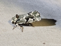 Emarginea percara