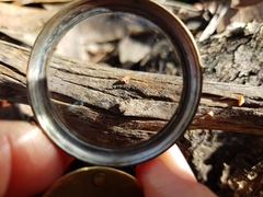 Dacrymyces spathularia