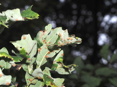 Neuroterus floccosus