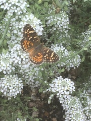 Phyciodes picta