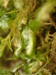 Homalia trichomanoides