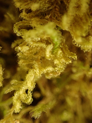 Stereodon subimponens