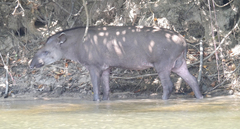 Tapirus terrestris