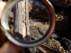 Dacrymyces spathularia