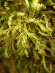 Homalia trichomanoides