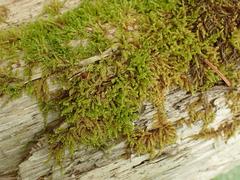 Stereodon subimponens