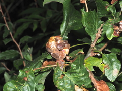 Andricus quercusstrobilanus