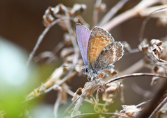 Leptotes callanga