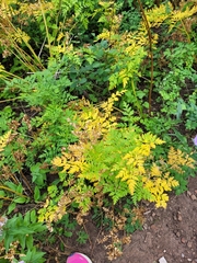 Ligusticum porteri