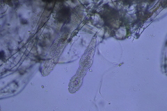 Platyhelminthes
