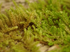 Stereodon subimponens