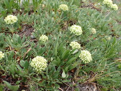 Eriogonum compositum