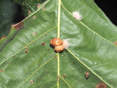 Andricus nigricens